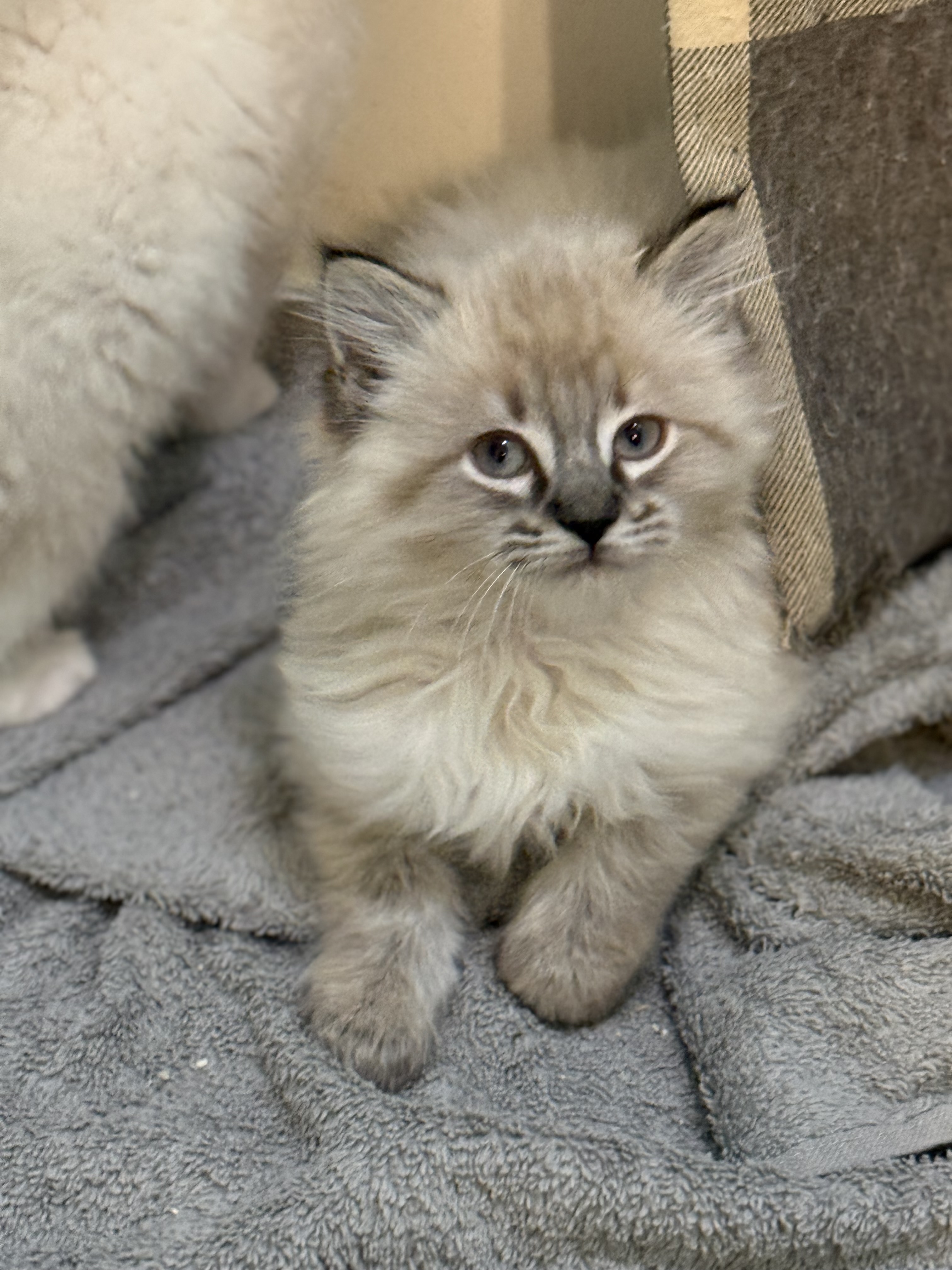 Picture of the Animal Listed