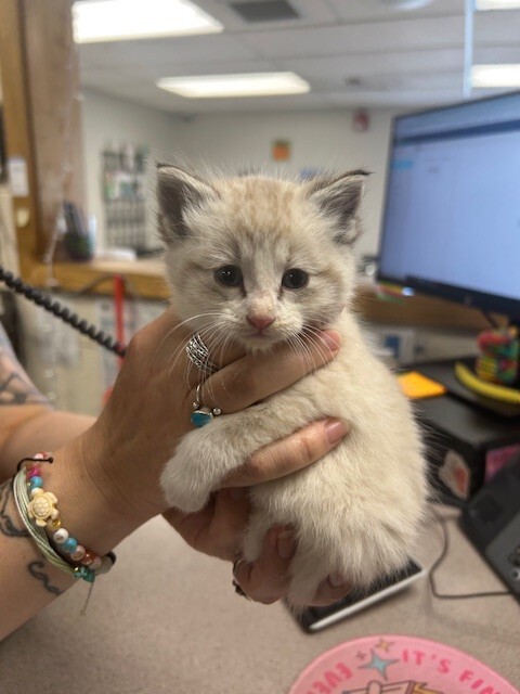 Picture of the Animal Listed