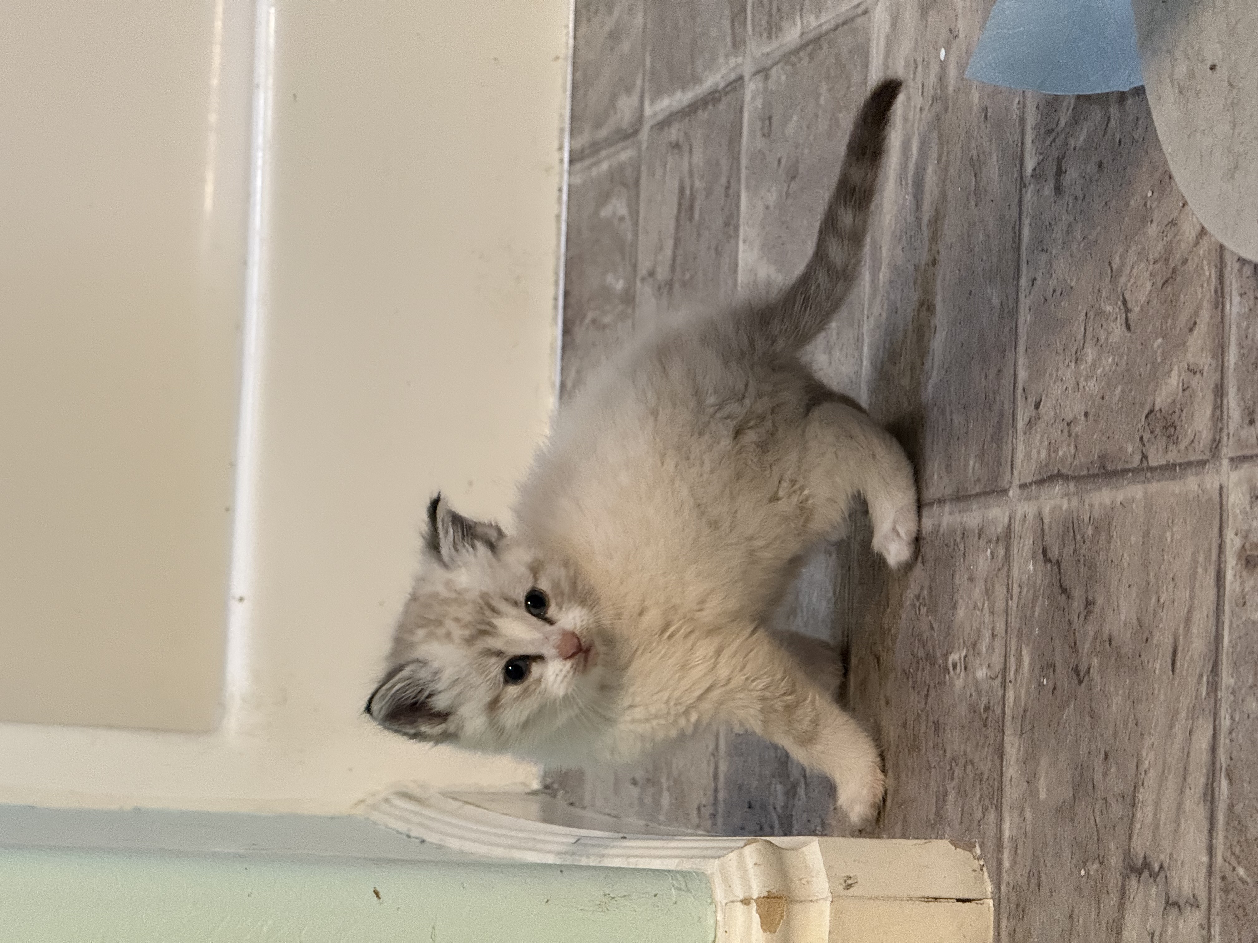 Picture of the Animal Listed