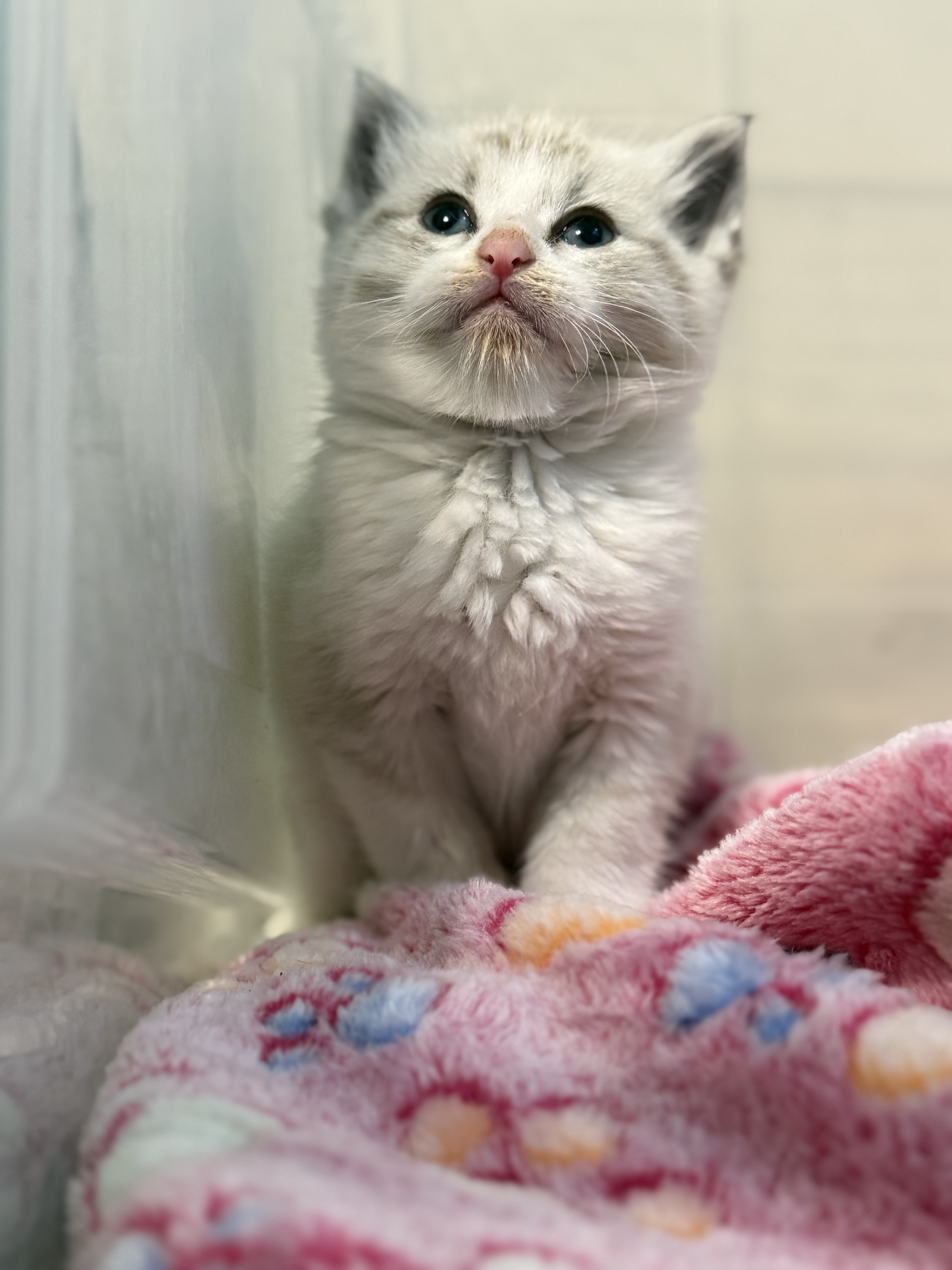 Picture of the Animal Listed