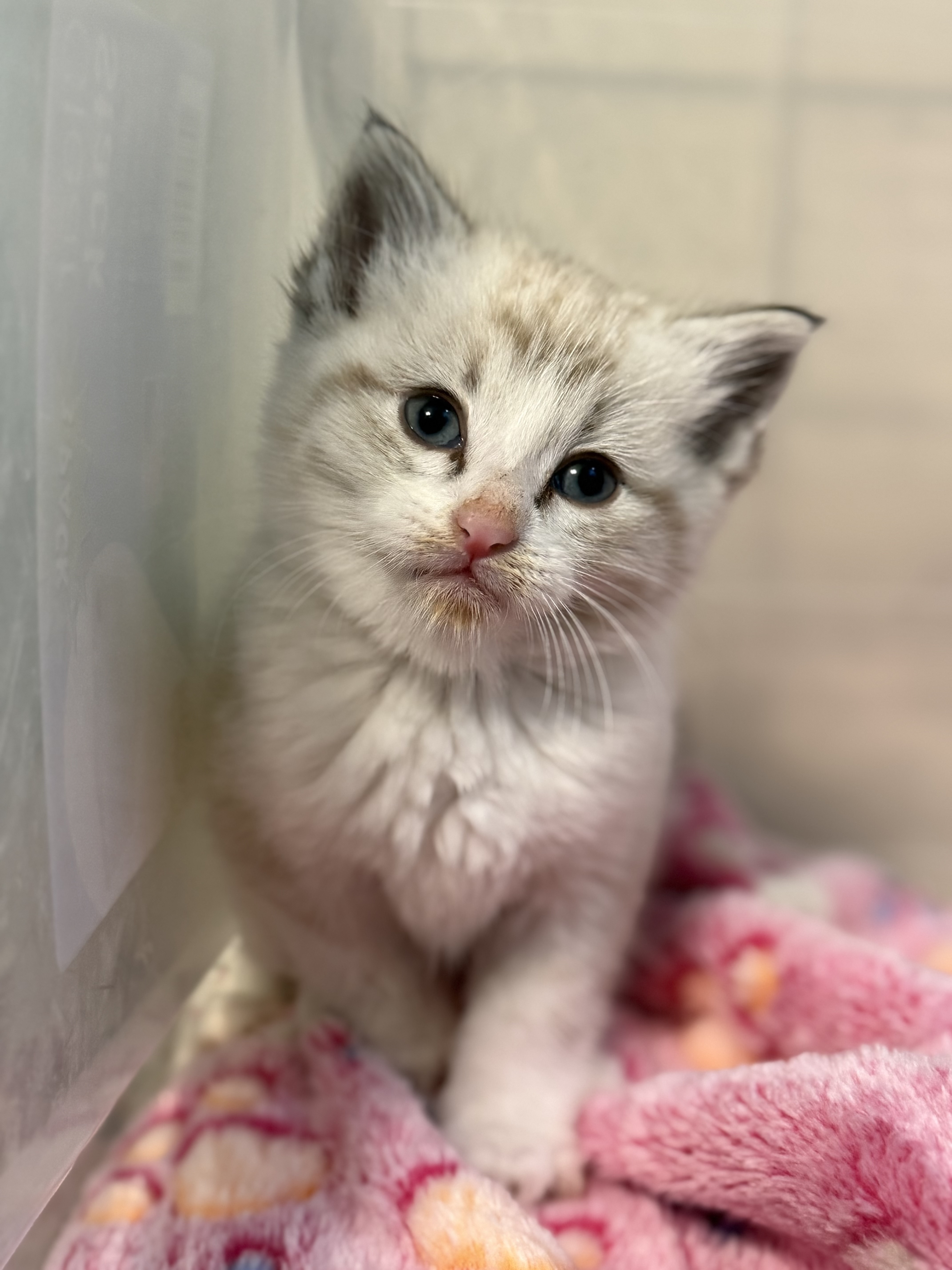 Picture of the Animal Listed