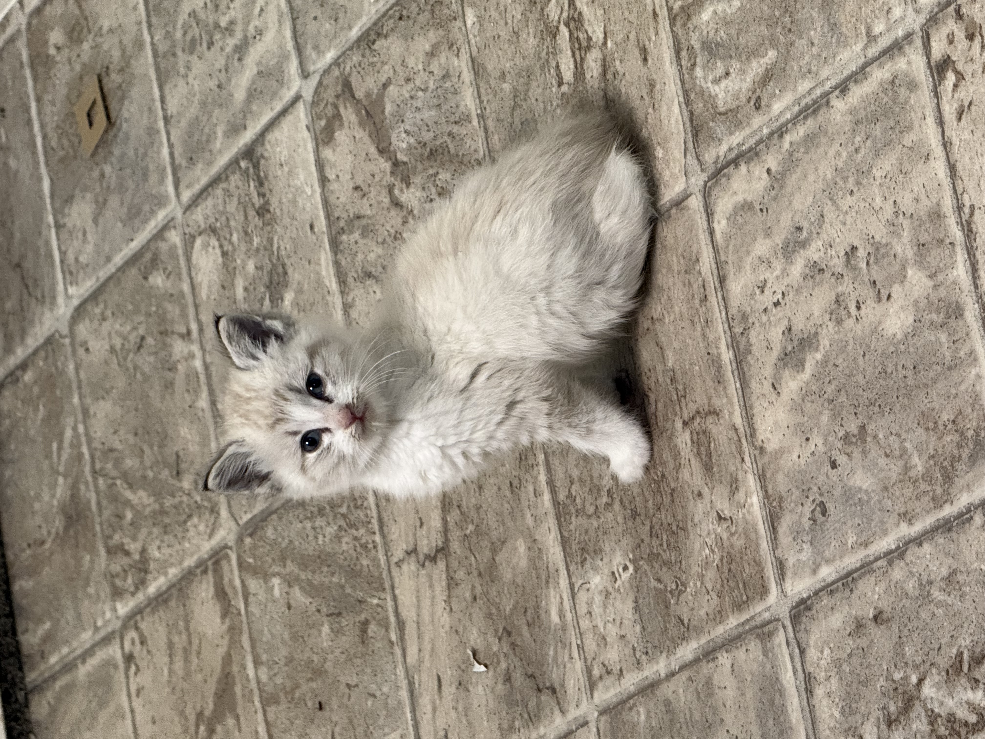 Picture of the Animal Listed