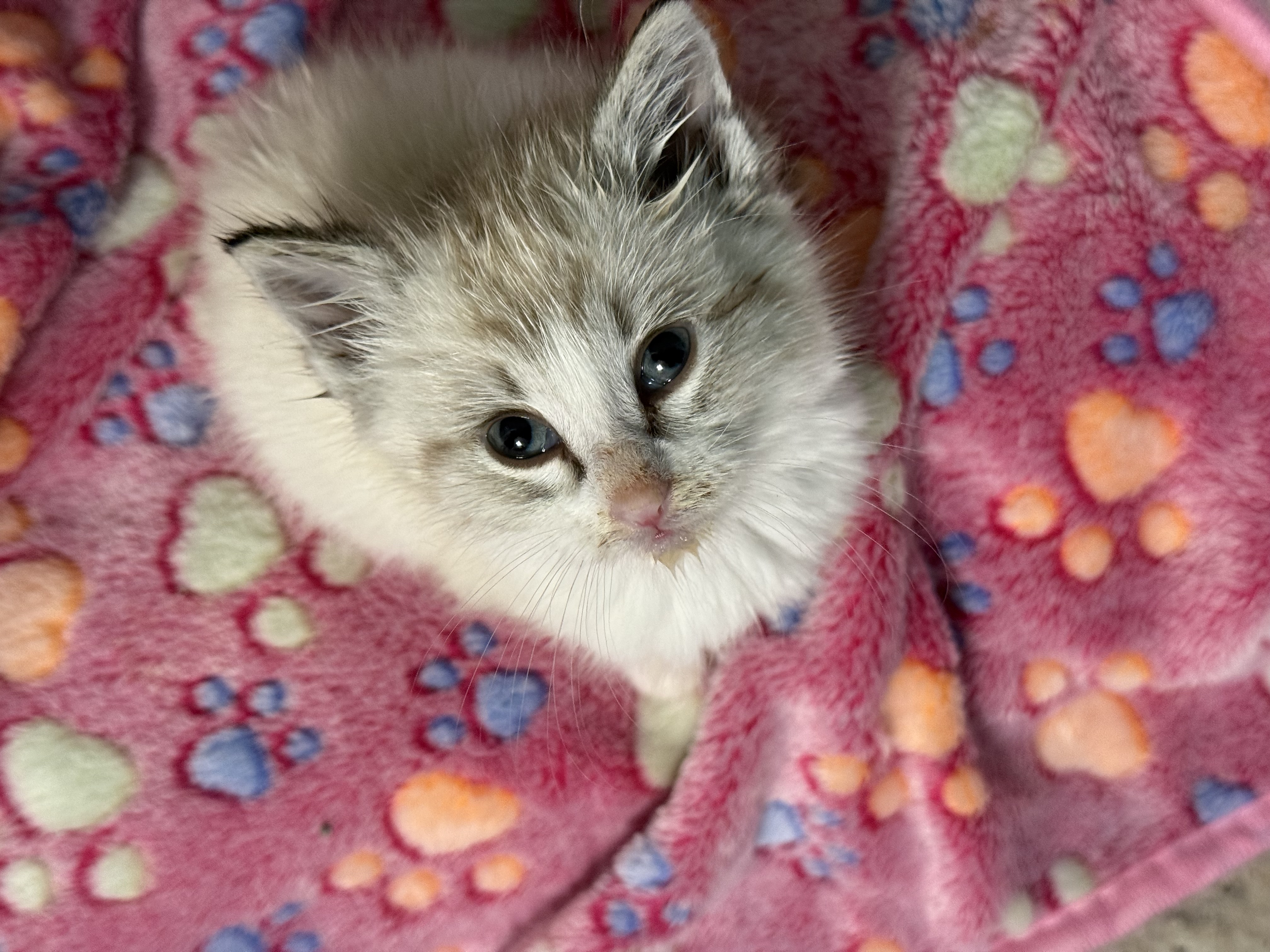 Picture of the Animal Listed