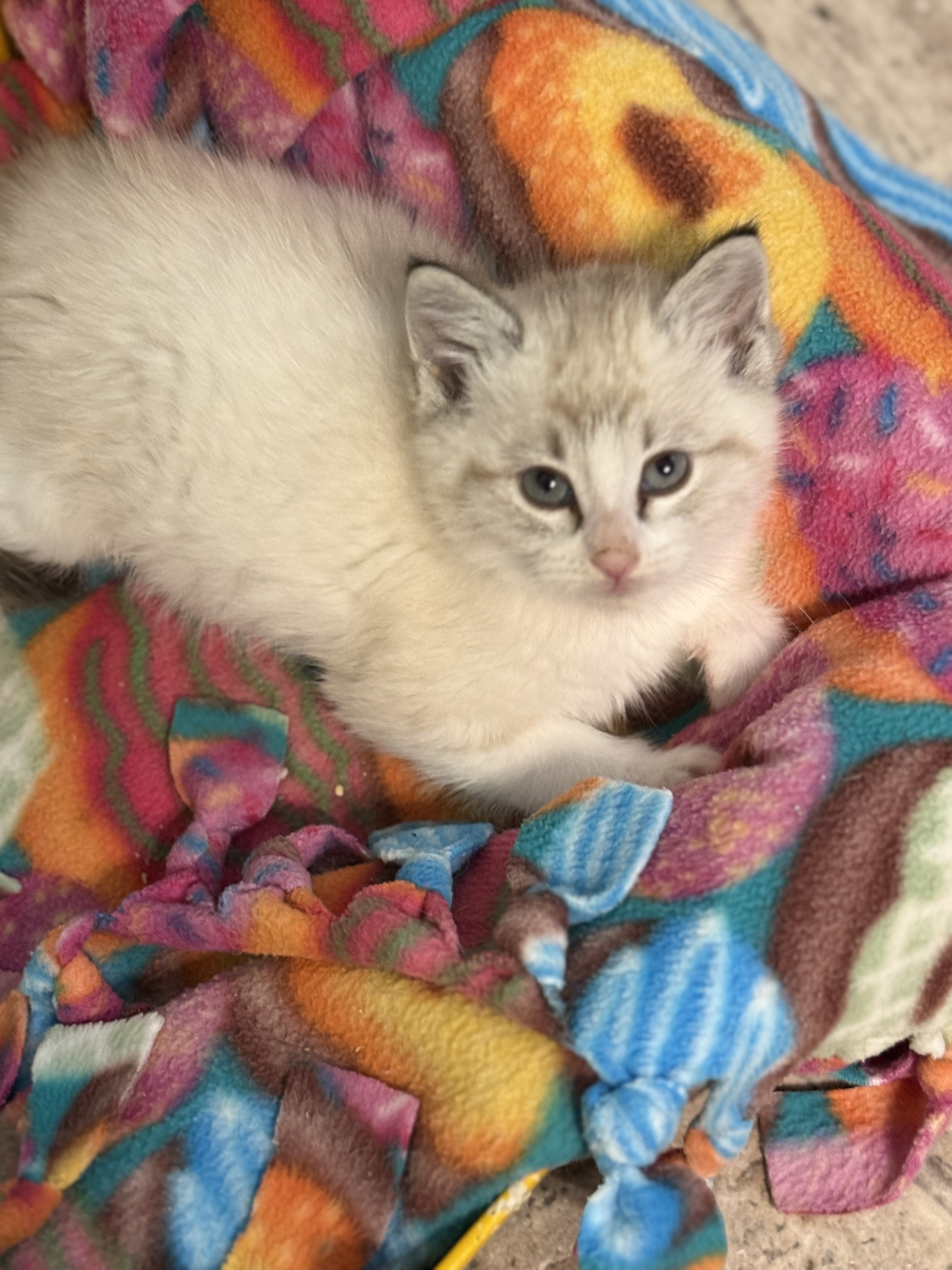 Picture of the Animal Listed