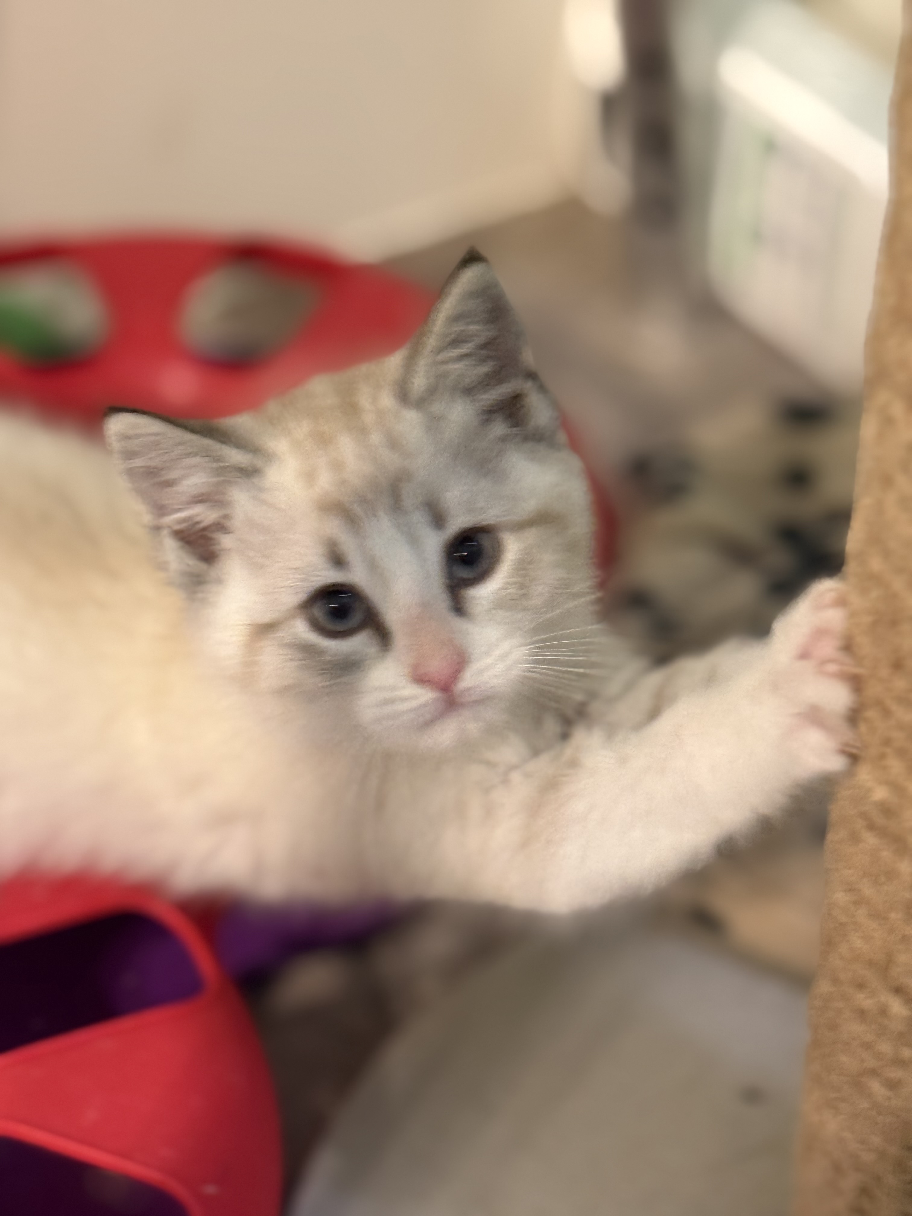 Picture of the Animal Listed