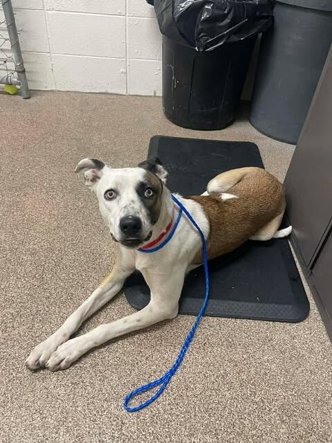 Picture of the Animal Listed