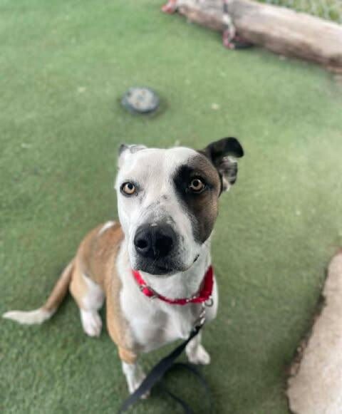 Picture of the Animal Listed