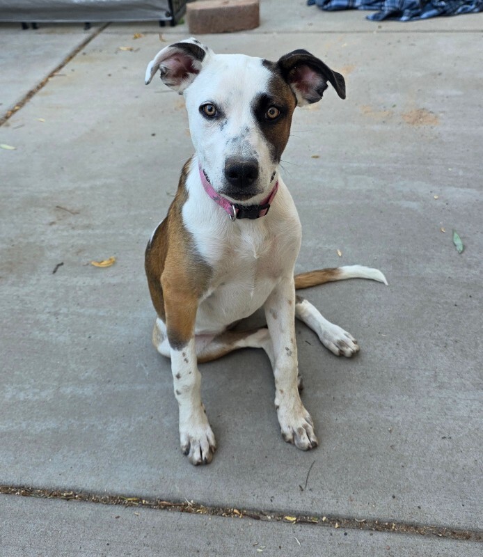 Picture of the Animal Listed