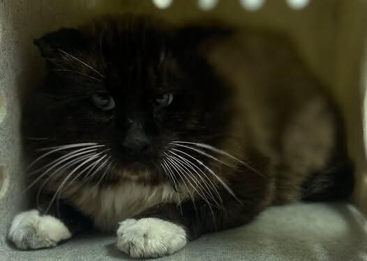 Picture of the Animal Listed