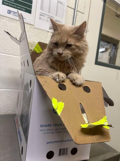 Picture of the Animal Listed