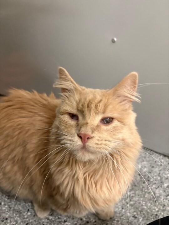 Picture of the Animal Listed