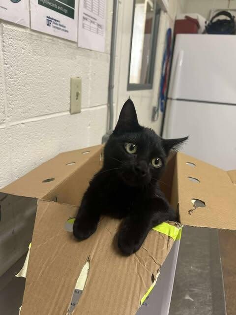 Picture of the Animal Listed