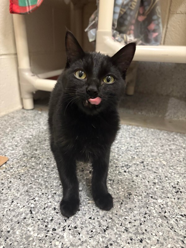 Picture of the Animal Listed