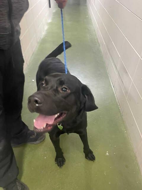 Picture of the Animal Listed