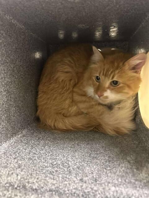 Picture of the Animal Listed