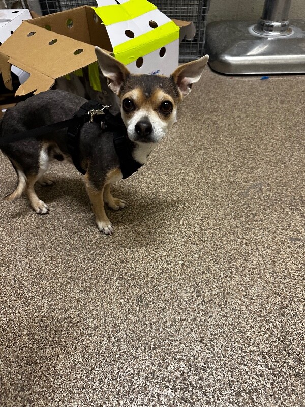 Picture of the Animal Listed