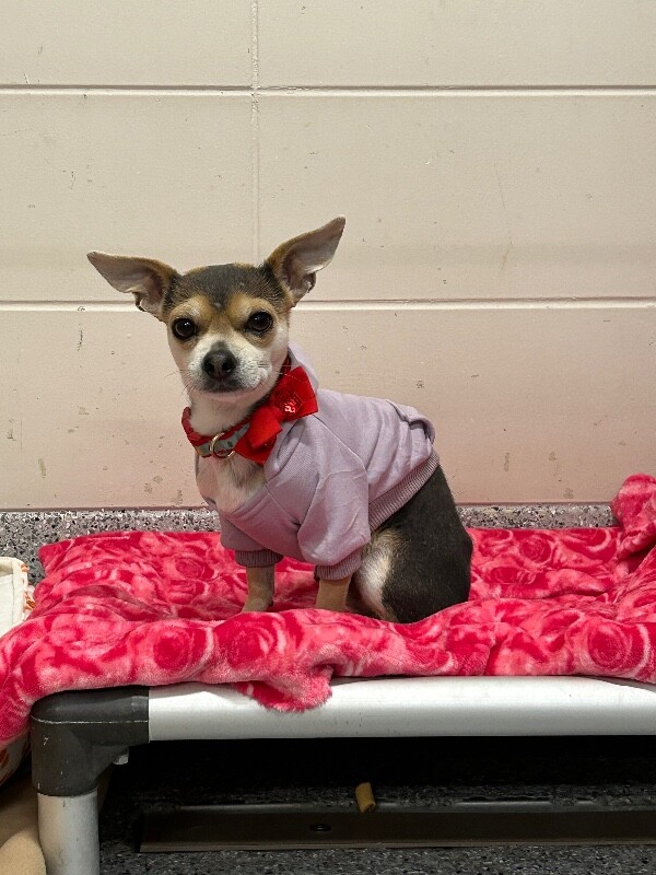 Picture of the Animal Listed