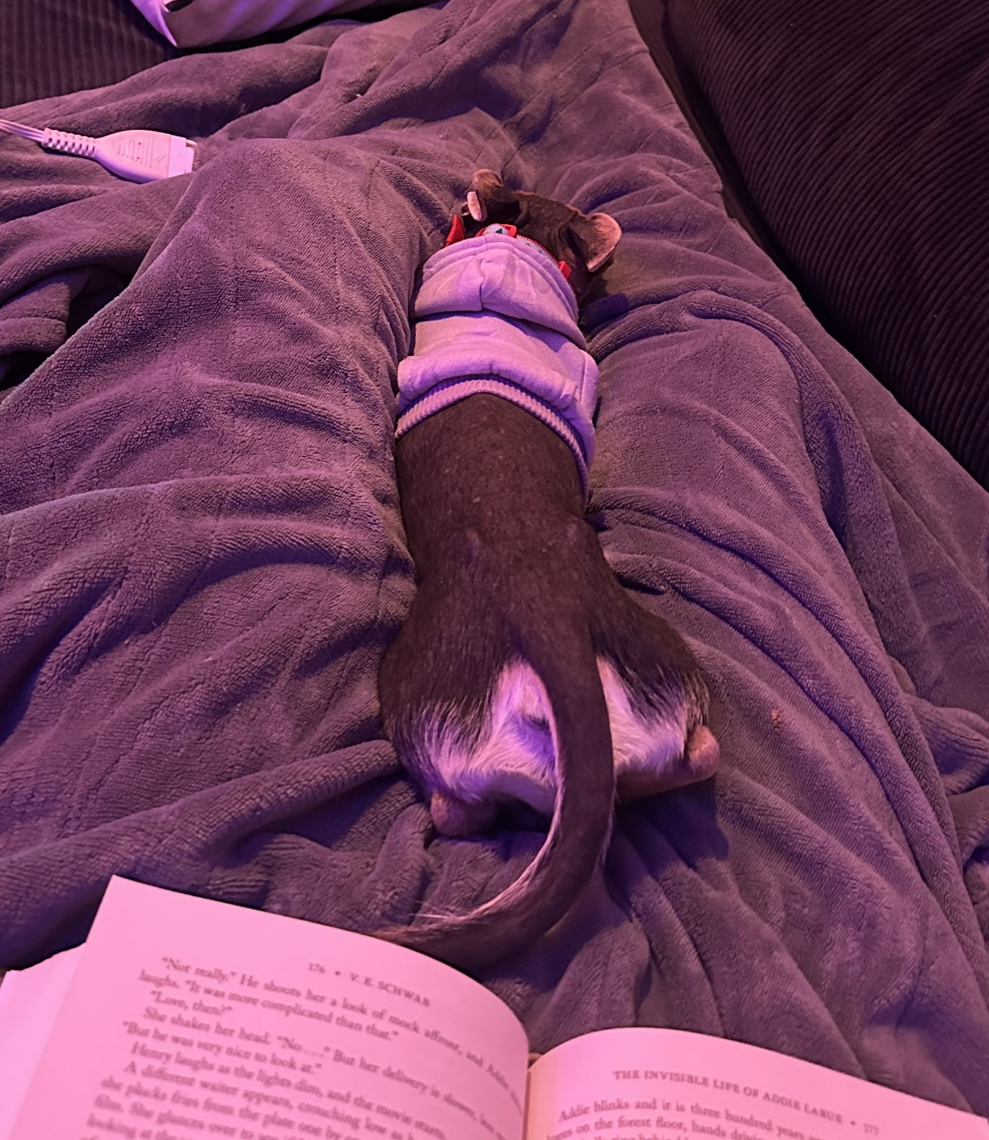 Picture of the Animal Listed