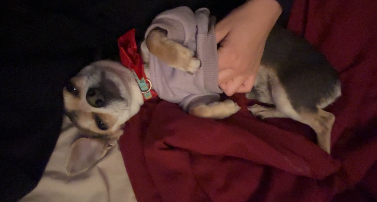 Picture of the Animal Listed