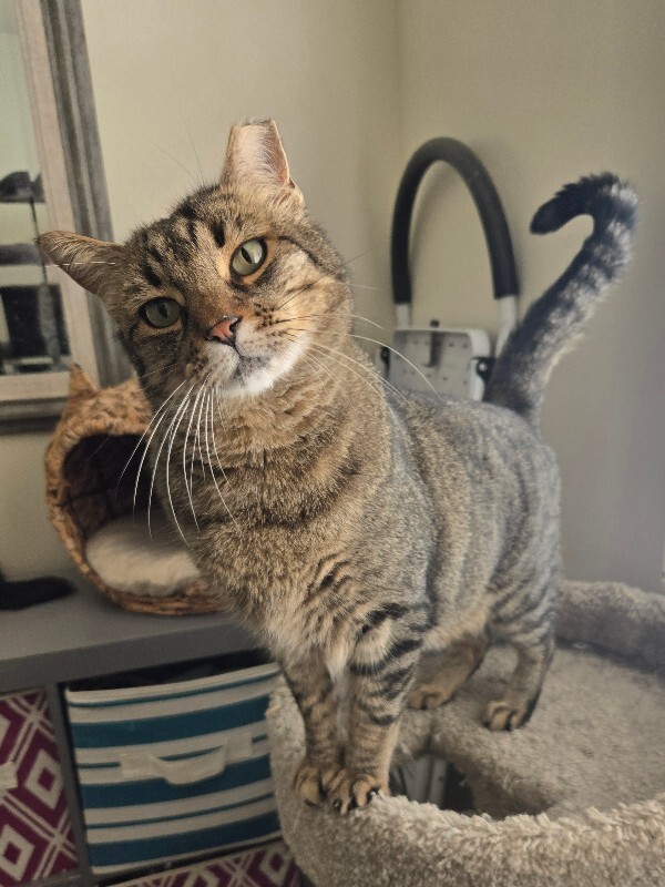 Picture of the Animal Listed