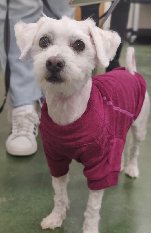 Picture of the Animal Listed