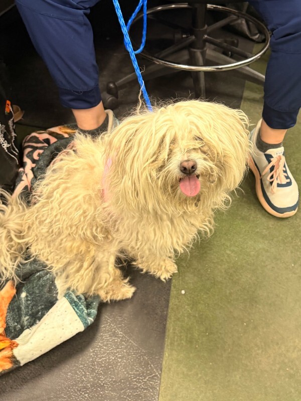 Picture of the Animal Listed