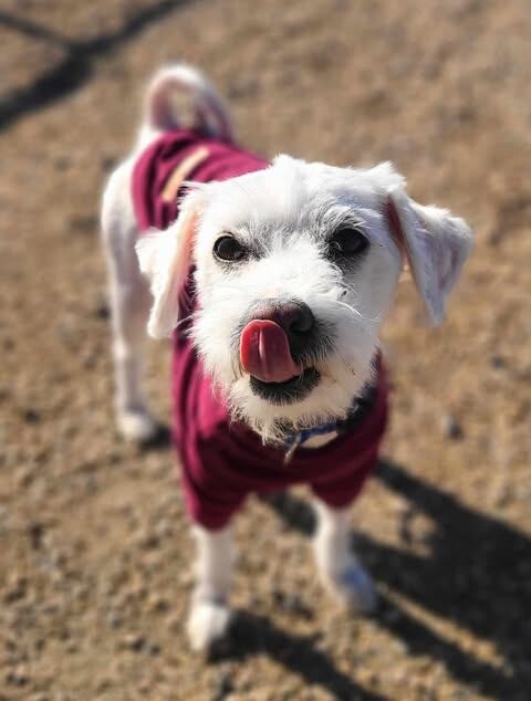 Picture of the Animal Listed