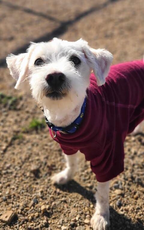 Picture of the Animal Listed