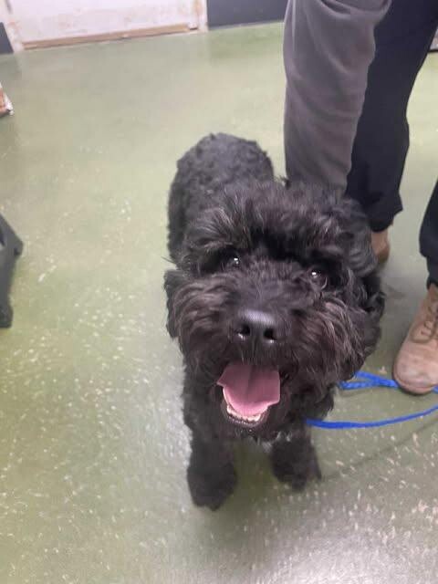 Picture of the Animal Listed