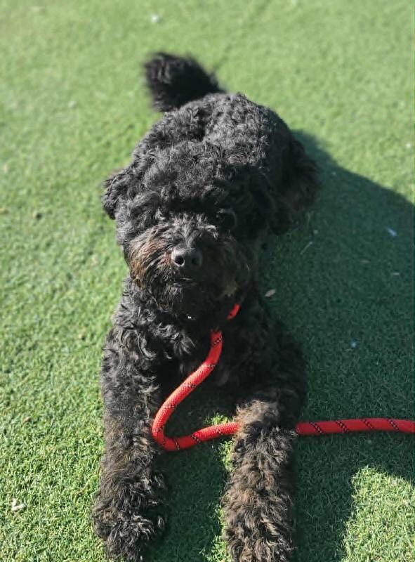 Picture of the Animal Listed