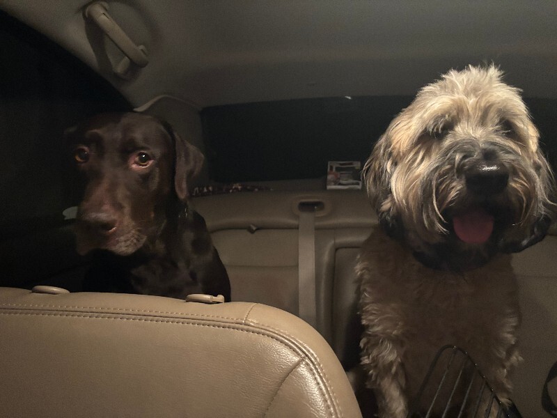 Picture of the Animal Listed