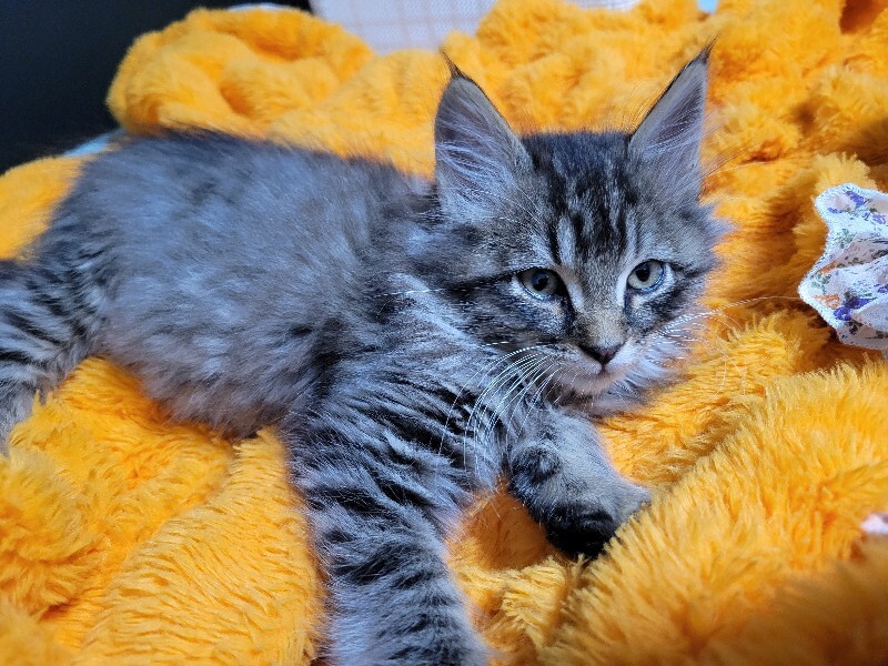 Picture of the Animal Listed