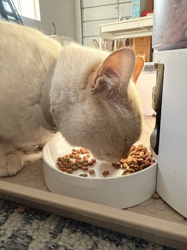 Picture of the Animal Listed