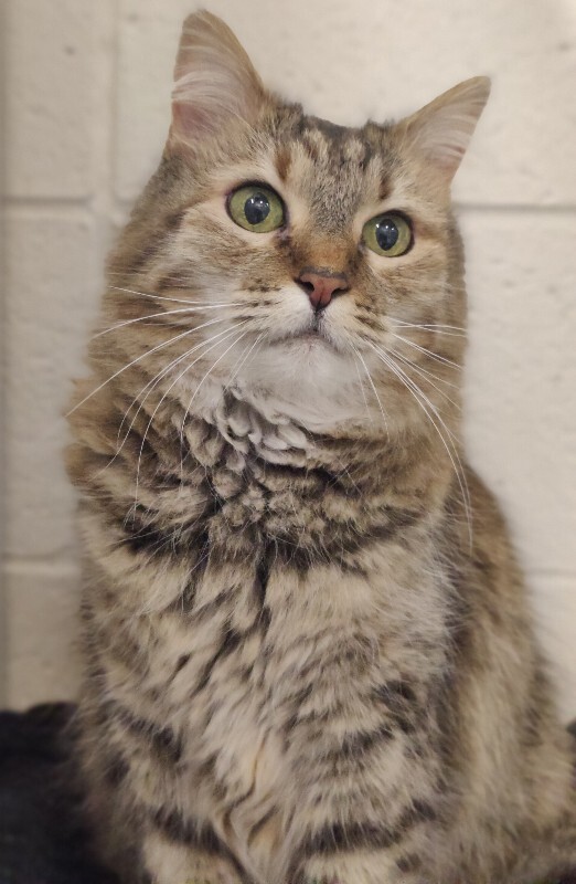 Picture of the Animal Listed