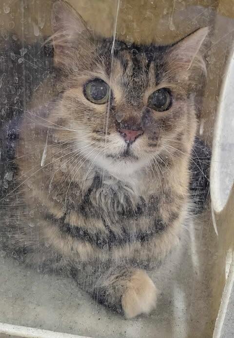 Picture of the Animal Listed