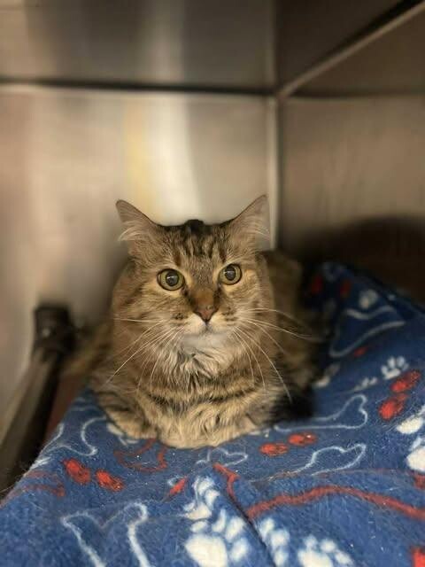 Picture of the Animal Listed