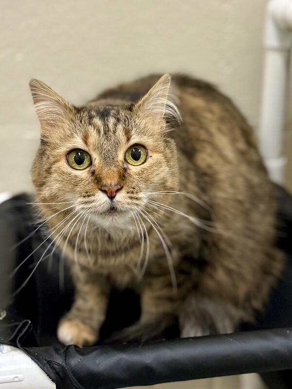 Picture of the Animal Listed