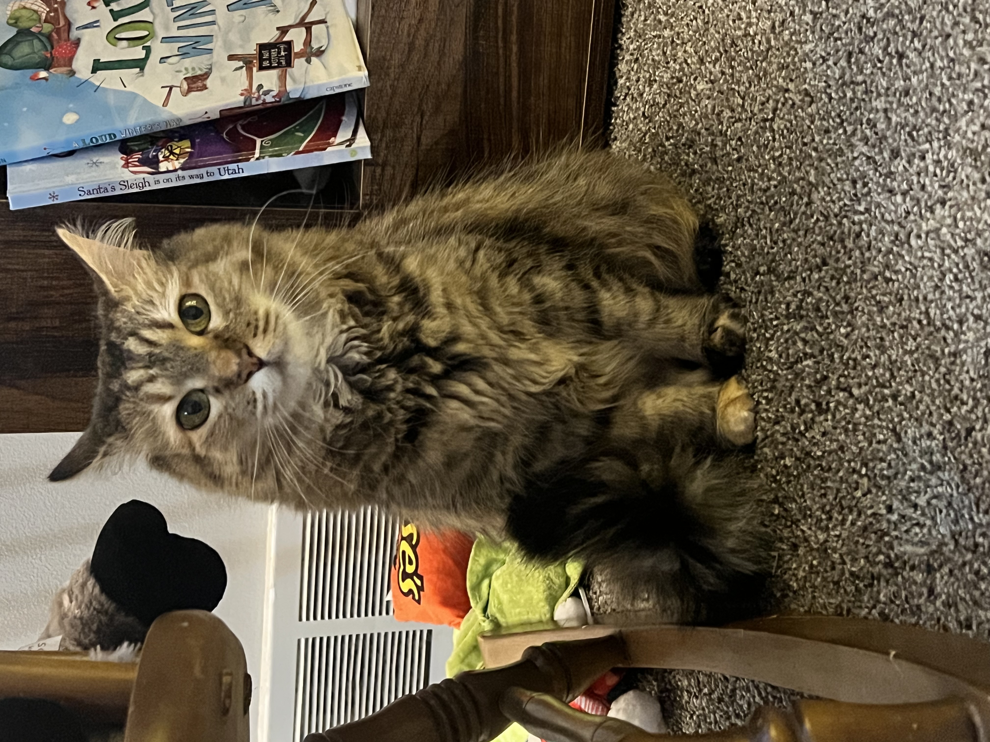 Picture of the Animal Listed