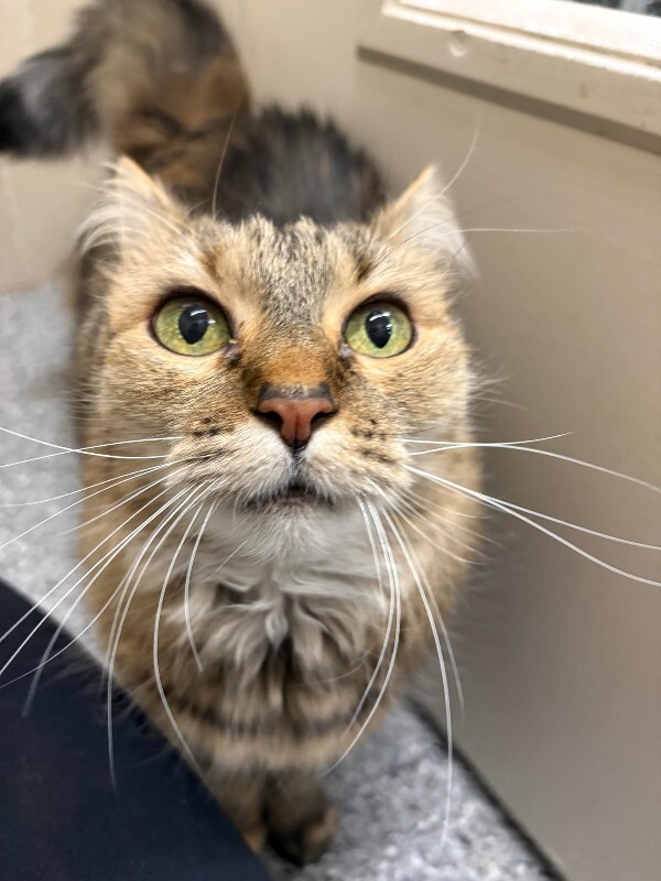 Picture of the Animal Listed