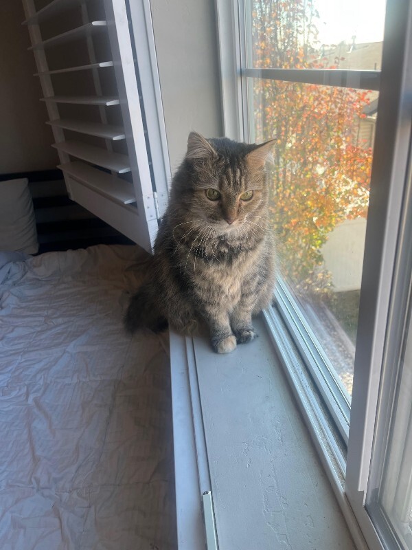 Picture of the Animal Listed