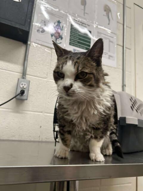 Picture of the Animal Listed