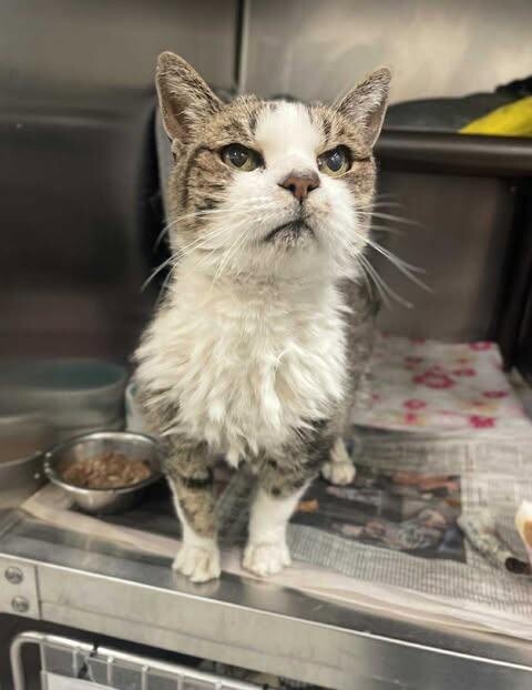 Picture of the Animal Listed