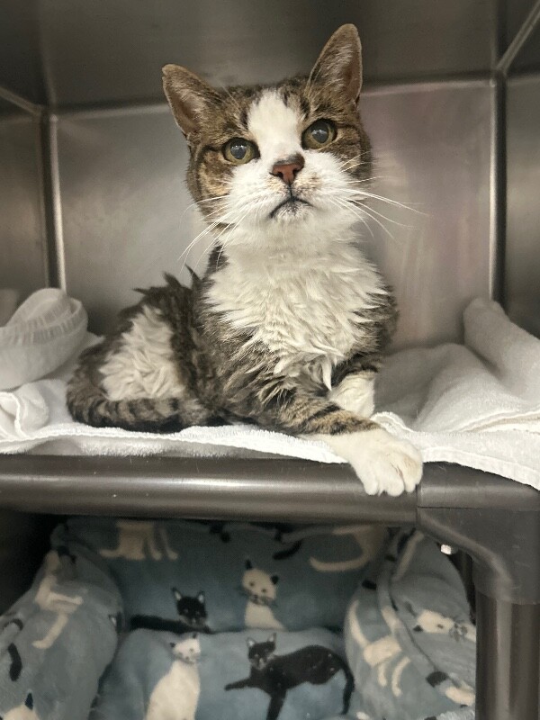 Picture of the Animal Listed