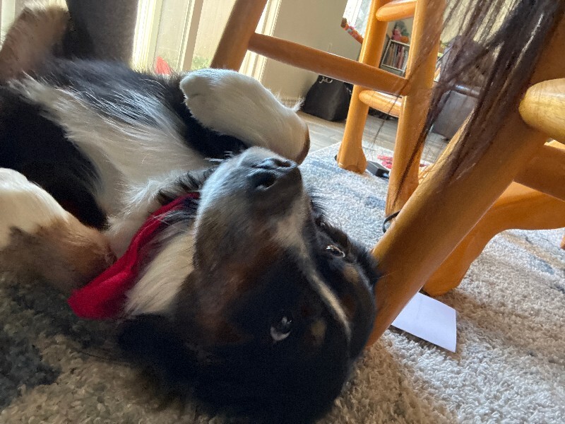 Picture of the Animal Listed