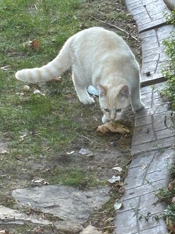 Picture of the Animal Listed