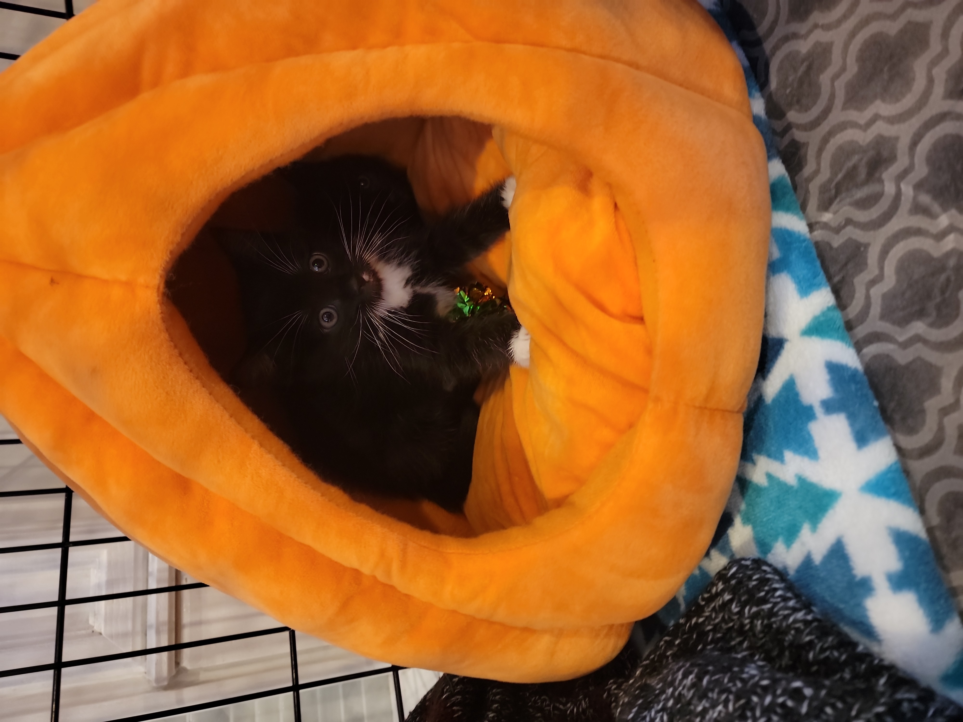 Picture of the Animal Listed