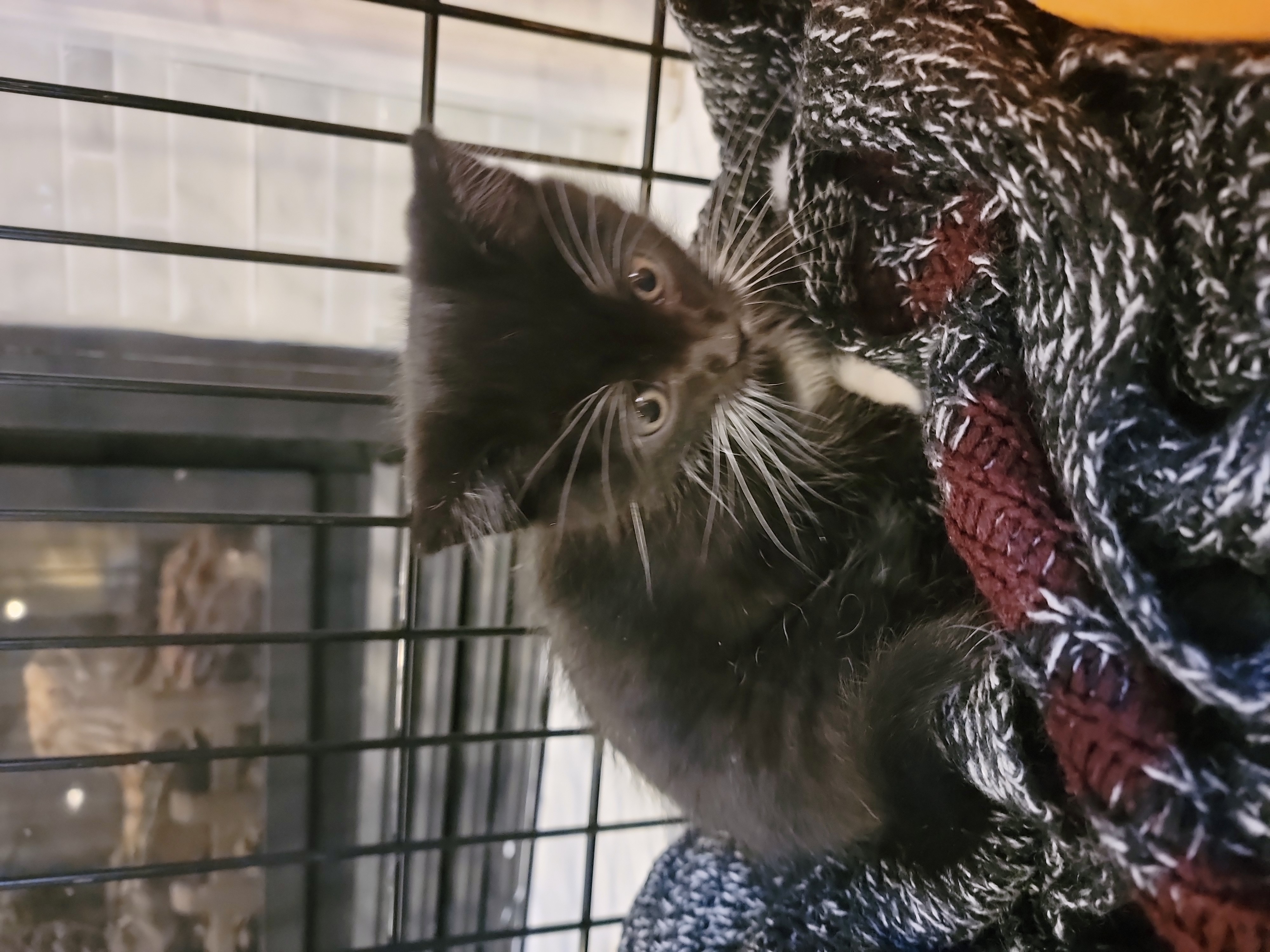 Picture of the Animal Listed