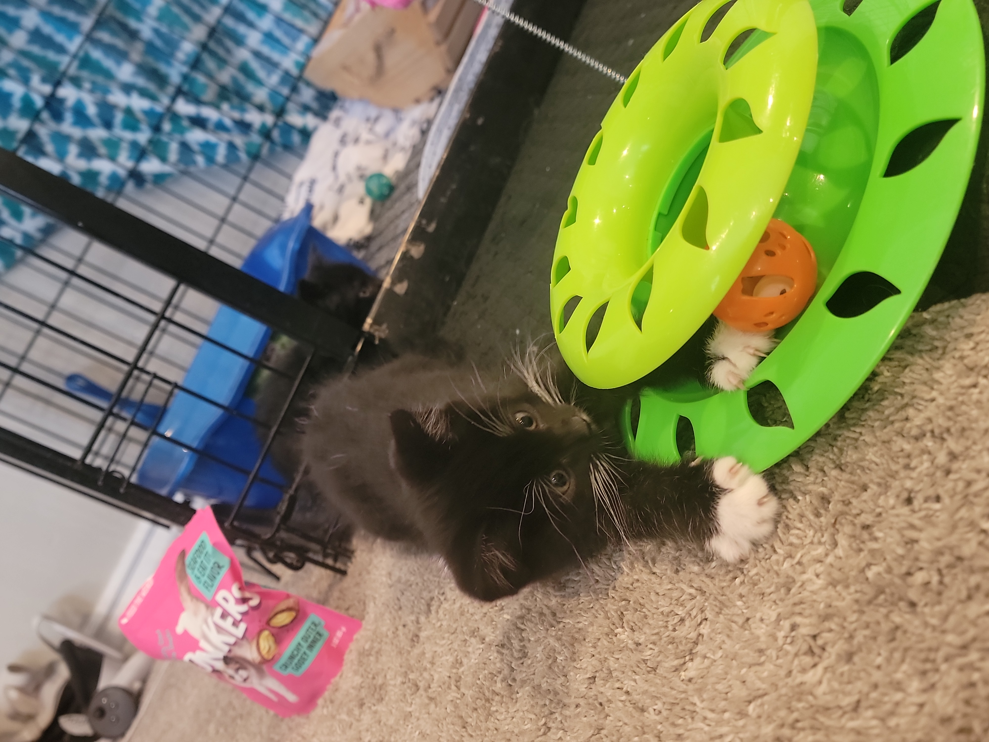 Picture of the Animal Listed