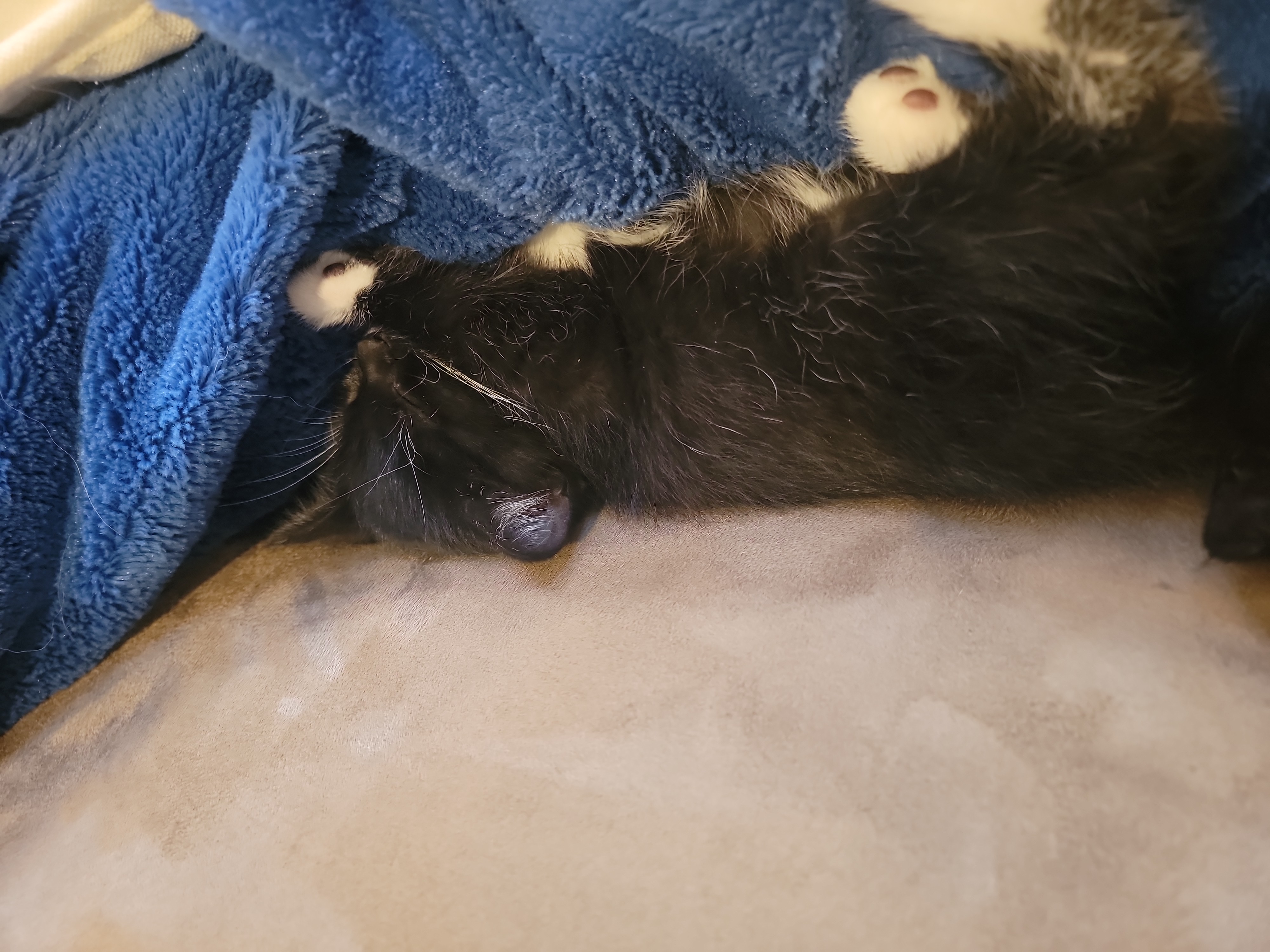 Picture of the Animal Listed