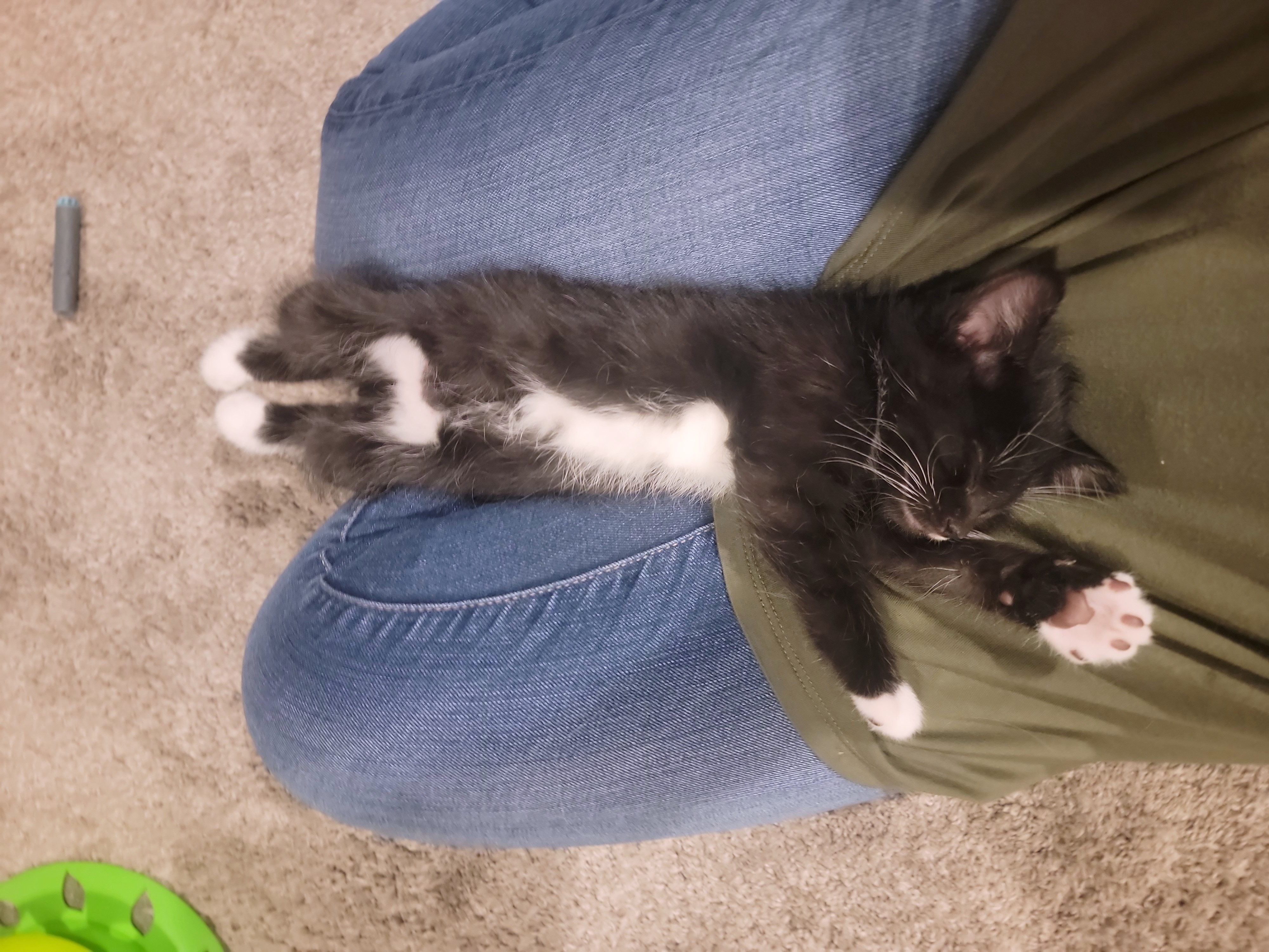 Picture of the Animal Listed